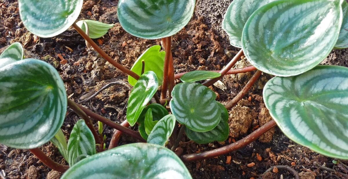 Watermelon Peperomia (Peperomia argyreia) – Pflanzenfoto