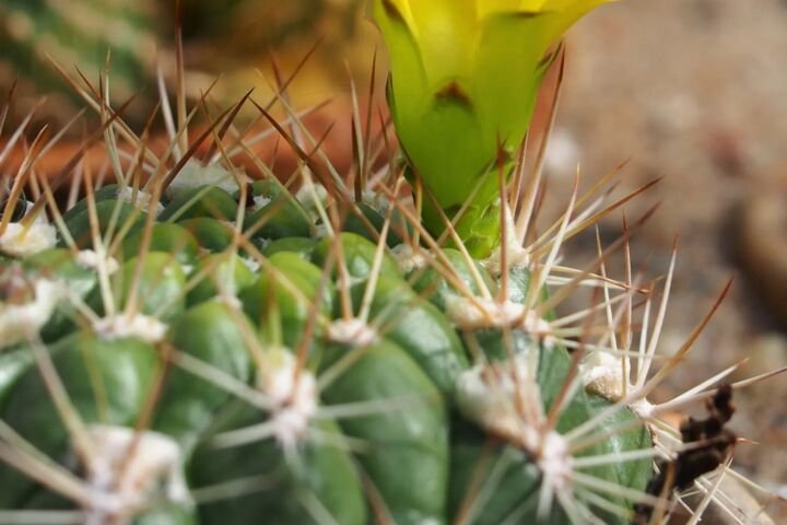 Weingartia neocumingii