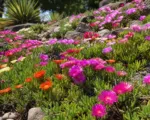Why Ice Plants Thrive Where Other Plants Struggle
