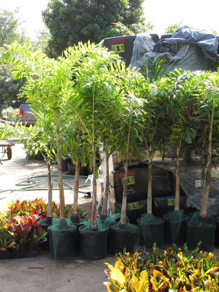 Foxtail Palm (Wodyetia bifurcata) – natural growth habit, plant photo