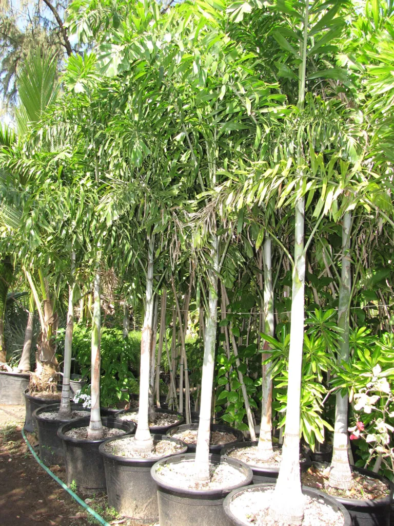 Foxtail Palm (Wodyetia bifurcata) – natural growth habit, plant photo