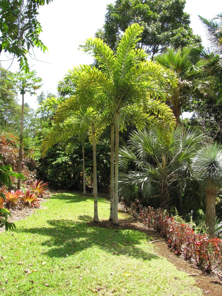 Foxtail Palm (Wodyetia bifurcata) – natural growth habit, plant photo