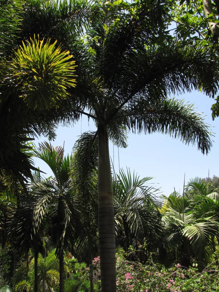 Foxtail Palm (Wodyetia bifurcata) – natural growth habit, plant photo