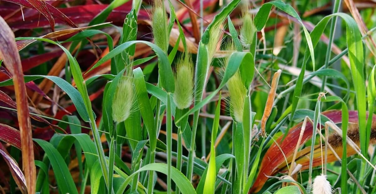Zajęczy ogon (Lagurus ovatus) – plant photo