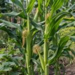 Zea mays 'Kukorica' – Pflanzenfoto