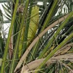 Zwerg-Dattelpalme (Phoenix roebelenii) – Pflanzenfoto