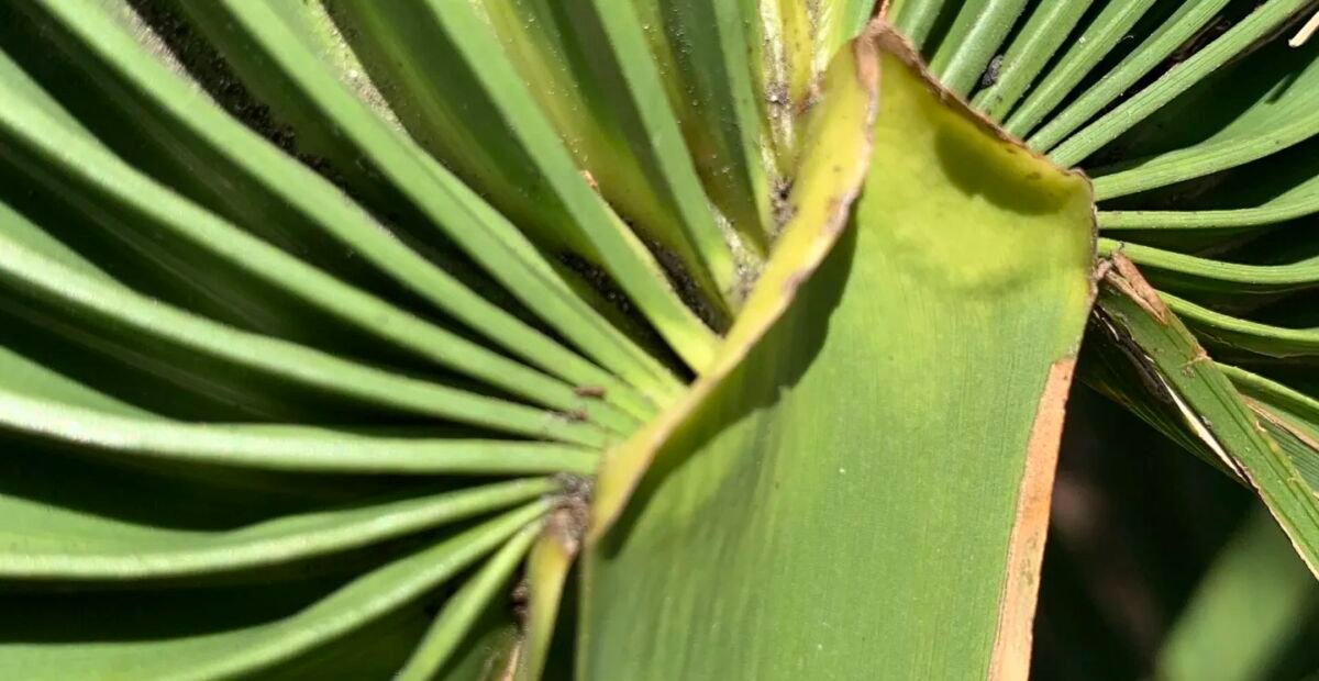 Zwergpalmettopalme (Sabal minor) – Pflanzenfoto
