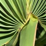 Zwergpalmettopalme (Sabal minor) – Pflanzenfoto